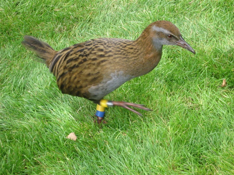 weka